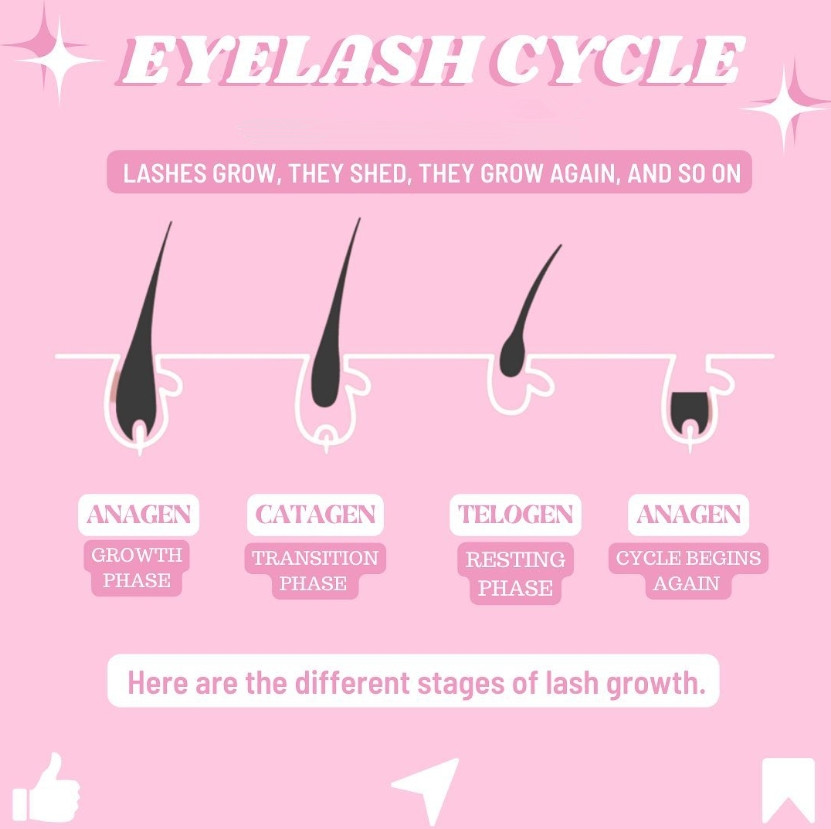 Jf BYELASHCYCLLE ANAGEN CATAGEN TELOGEN ANAGEN SRy TRANSITION RESTING CYCLE BEGINS f:nuo PHASE PHASE AGAIN Here are the different stages of lash growth. 